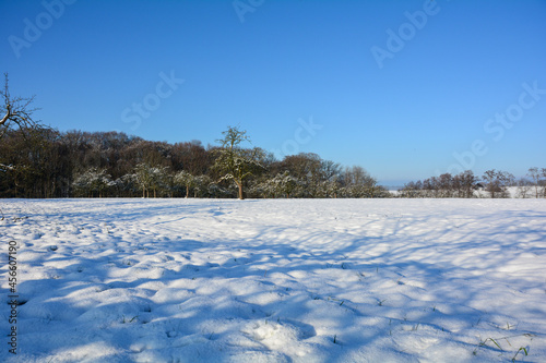 Winter landscape with trees and blue sly