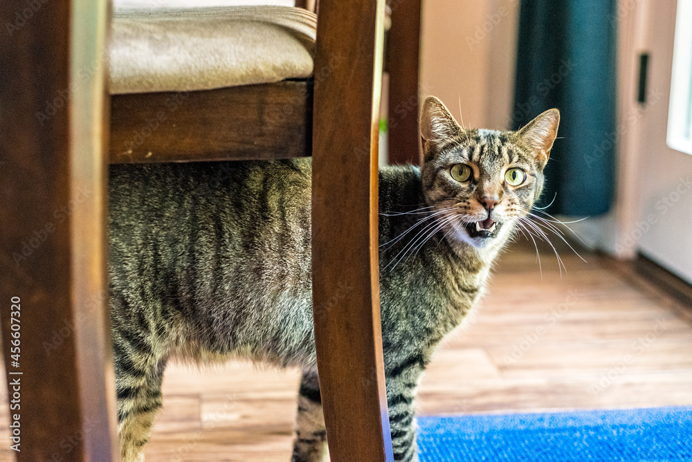 Obraz premium Yelling cat