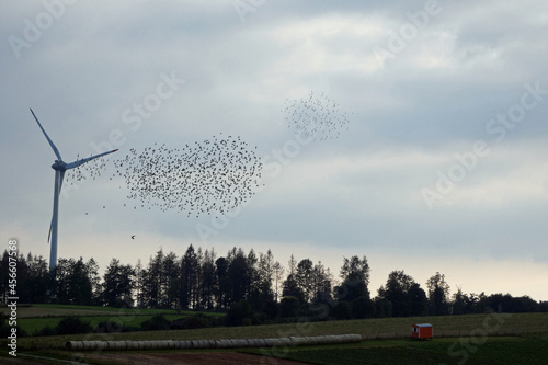 stare in swarm flight in front of wind turbine  photo