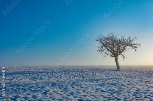 A tree in the snow with much blue sky in the early morning