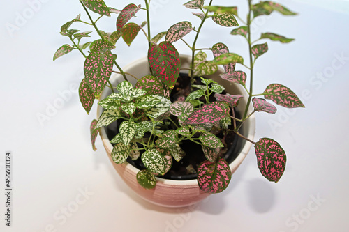 A multicolored polka dot plant in a white pot on a table photo