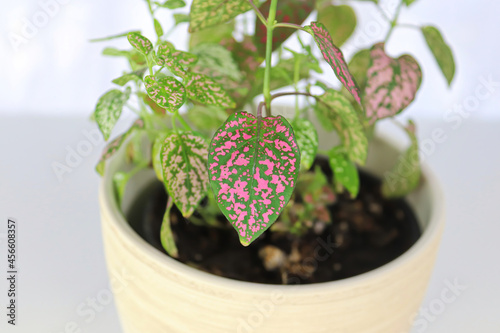 A multicolored polka dot plant in a white pot on a table photo
