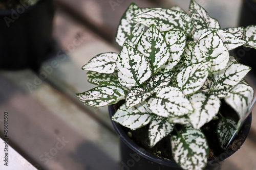White leaves on a potted polka dot plant photo