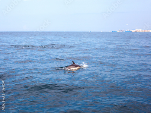 Dolphin jumping in blue water © Arra Vais