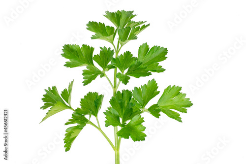 Beautiful sprig of green parsley isolated on white background. A fragrant vitamin seasoning for nutrition. Healthy food concept