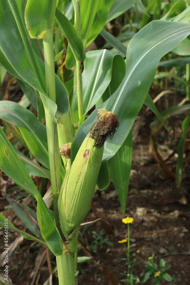 Fototapeta premium Corn on the cob growing on the plant. Vertical image.