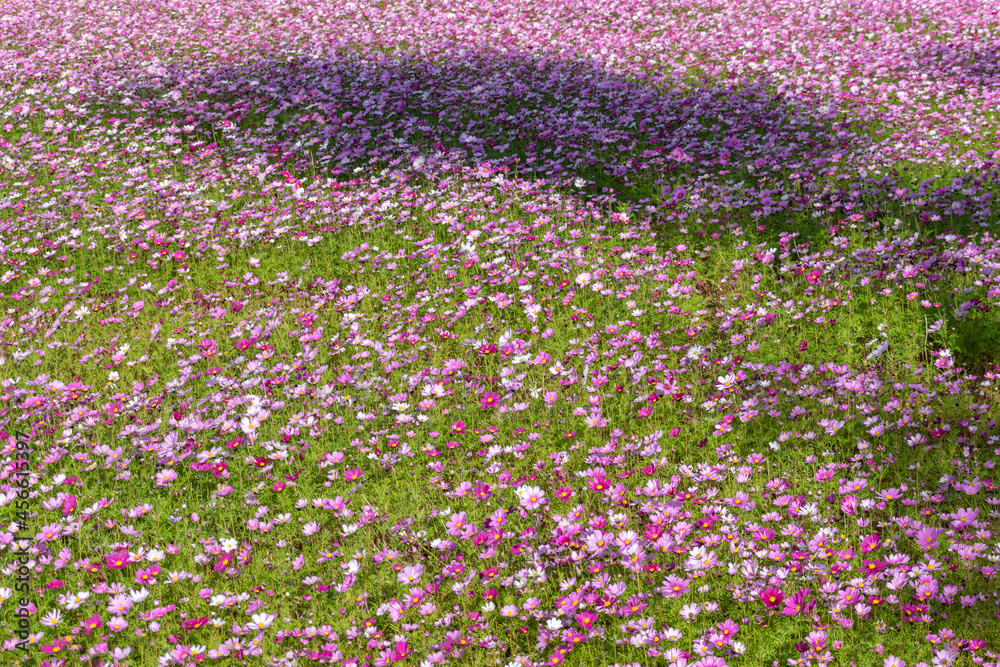 A sea of flowers composed of Persian chrysanthemums of various colors in the morning A sea of flowers composed of Persian chrysanthemums of various colors in the morning