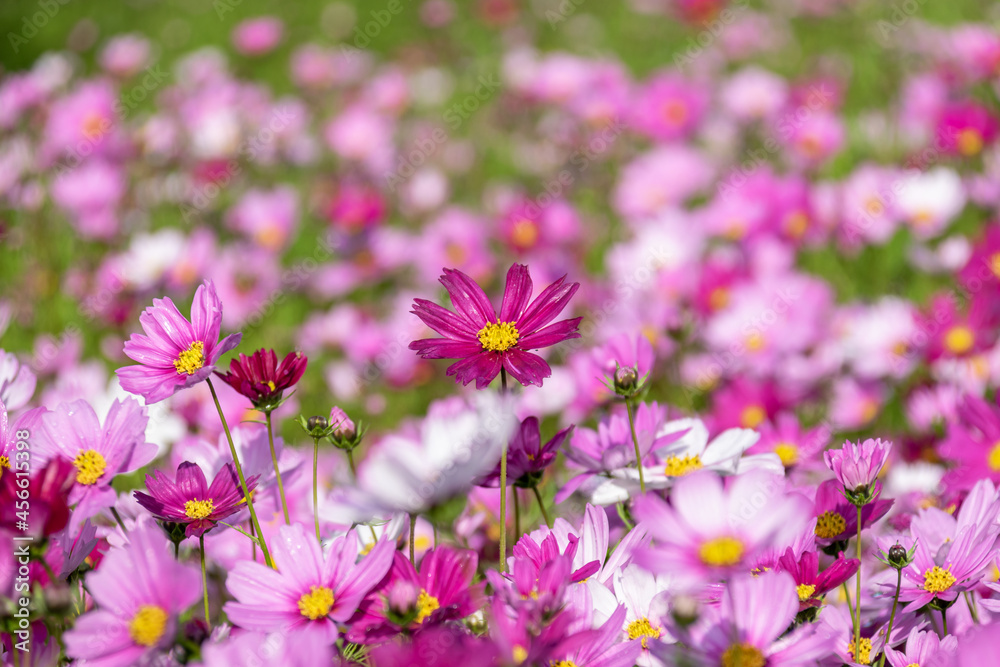 A sea of flowers composed of Persian chrysanthemums of various colors in the morning A sea of flowers composed of Persian chrysanthemums of various colors in the morning