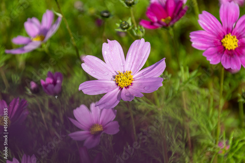 Early in the morning  the flowers of Persian chrysanthemums of all colors carry dew