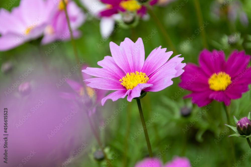 Close up of Persian chrysanthemums of various colors blooming on the grass Close up of Persian chrysanthemums of various colors blooming on the grass