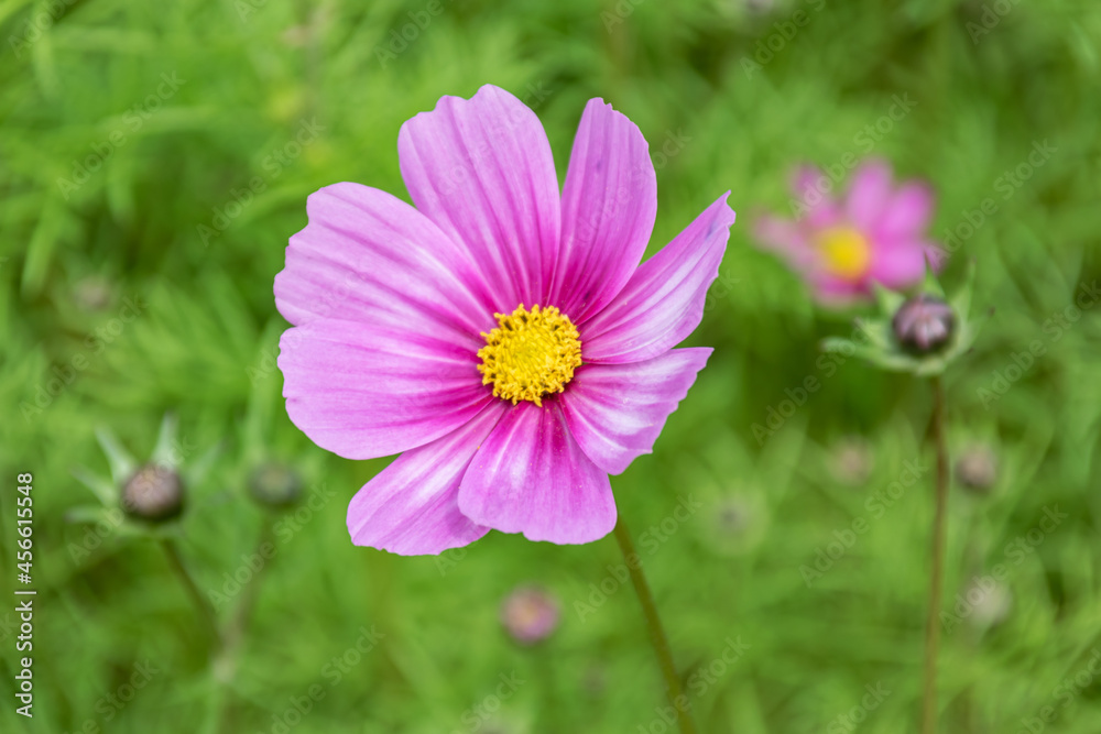 Close up of Persian chrysanthemums of various colors blooming on the grass Close up of Persian chrysanthemums of various colors blooming on the grass
