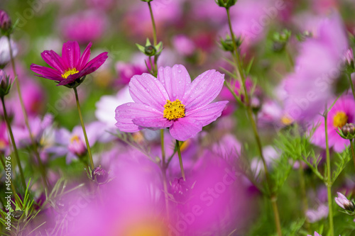 Early in the morning  the flowers of Persian chrysanthemums of all colors carry dew