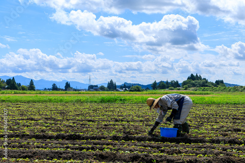 畑で農作業をしている男性　農家　農業 photo