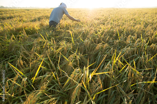 田んぼの真ん中で稲を見る農家 photo