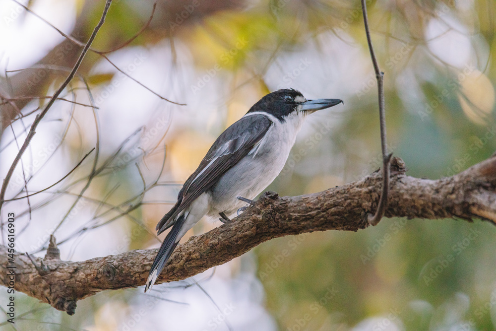 Australian Grey Butcherbird resting on branch Australian Grey Butcherbird resting on branch