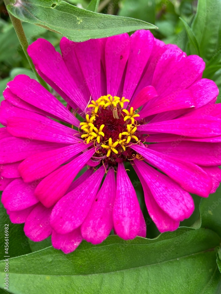 Closeup of pink Zinnia flower Closeup of pink Zinnia flower