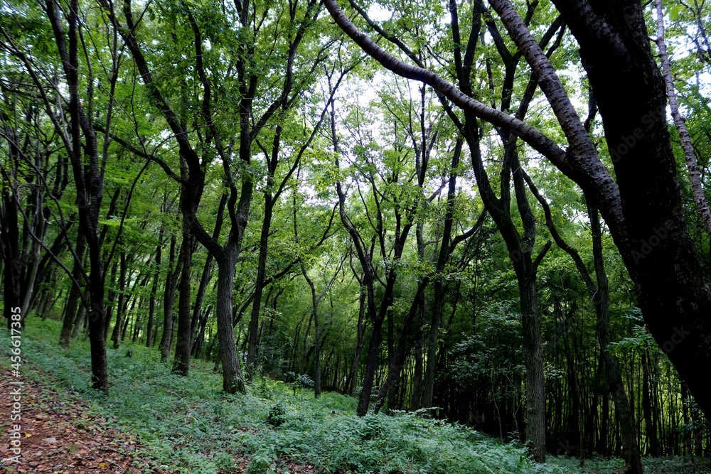 Obraz premium 秋の森 風景