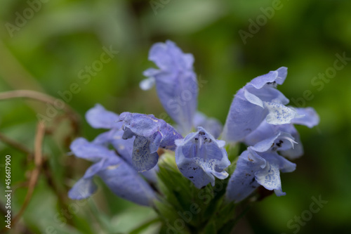 紫の花を付けたムシャリンドウ
