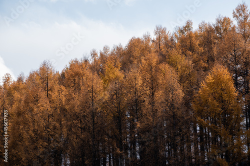 秋の黄金色のカラマツ林 