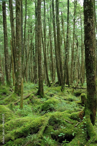 神秘的な苔の生えた森林
