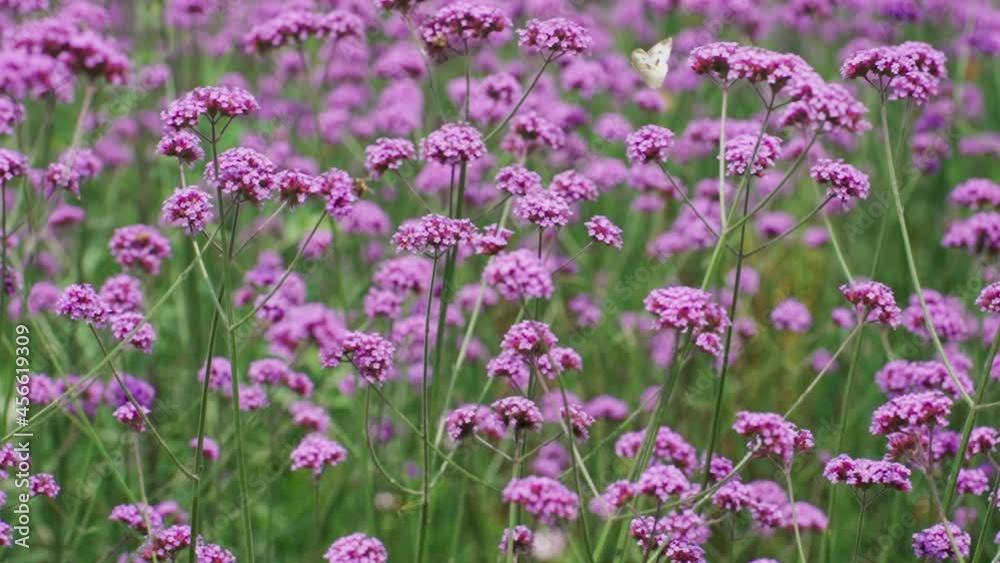 field of lavender flowers field of lavender flowers