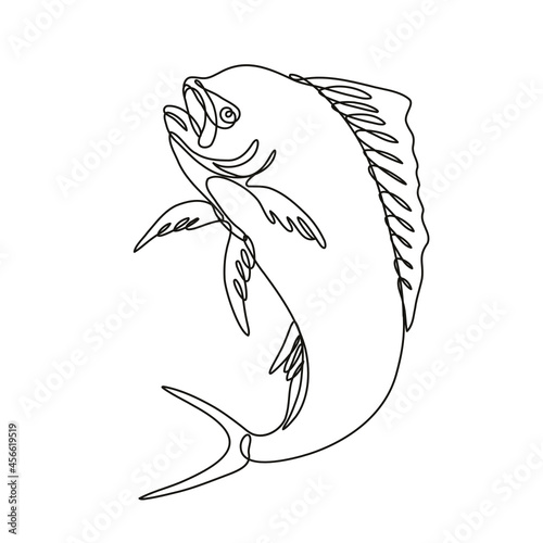 Continuous line drawing illustration of a dorado dolphin fish or mahi mahi Jumping Up done in mono line or doodle style in black and white on isolated background.  photo