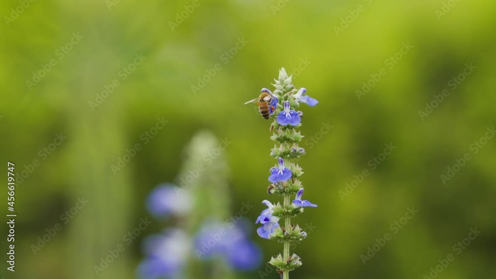 4k slow motion close up of honey bee flying around blue sage flowers bee collects pollen nectar in the nature