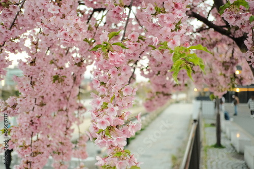 Cherry blossom Spring Kyoto Japan