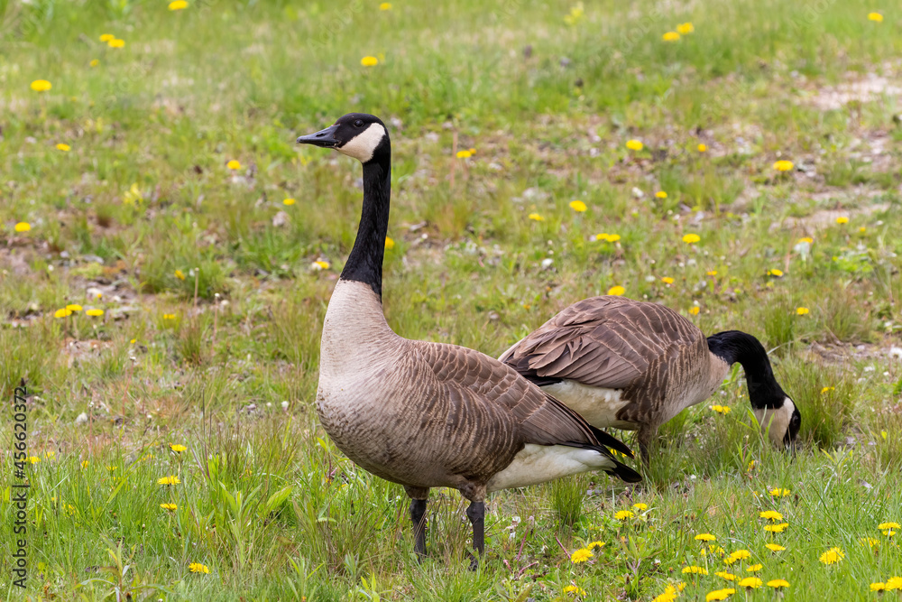 Canada goose ( Branta canadensis ) on the river bank. Nature scene from Wisconsin Canada goose ( Branta canadensis ) on the river bank. Nature scene from Wisconsin