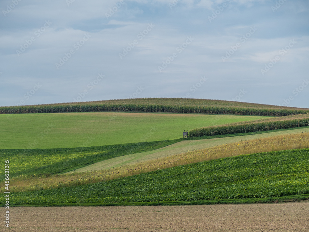 Obraz premium Maisfeld im Sommer