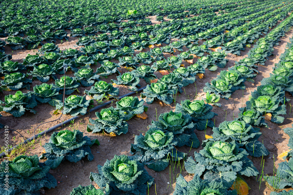 Rows of growing organic savoy cabbage on farm, sustainable farming