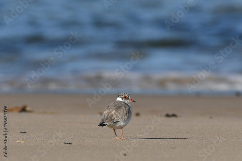 Hooded Plover juvenile