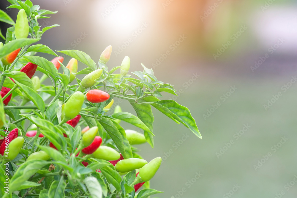 Red chili and green chili peppers on the tree in garden. Thai chilli tree agriculteral in organic farm in Thailand.