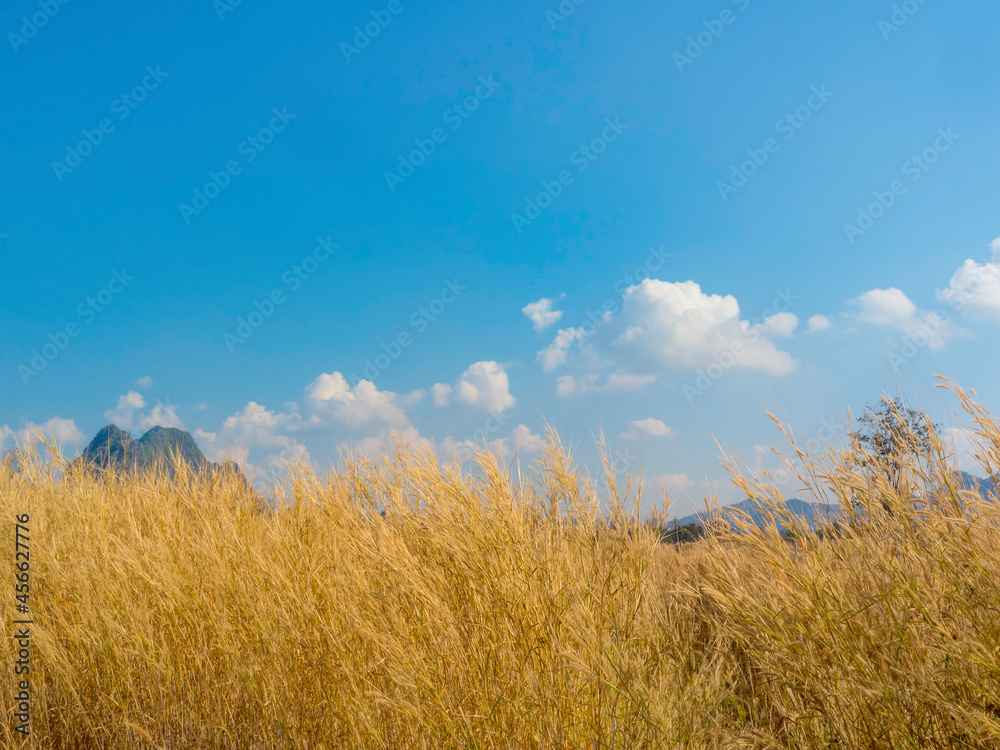 Scenic of natural golden grass flower blowing with the wind in grass field on blue sky background in summer.