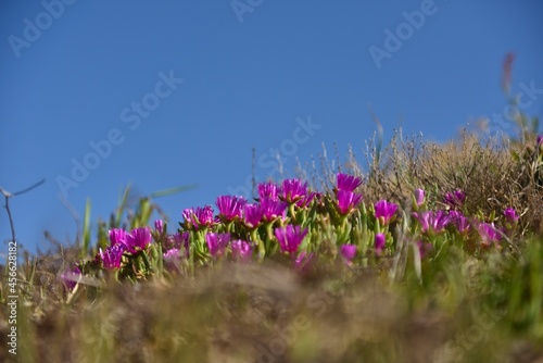 flowers on the roof