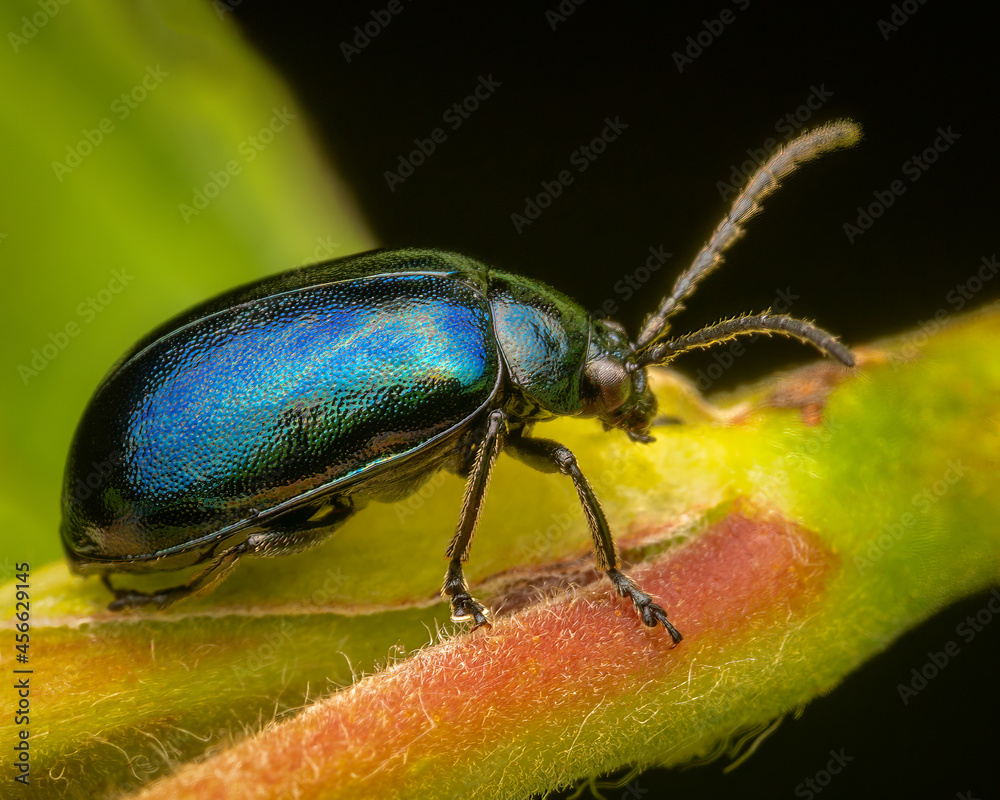 Macrophotography of a metallic blue Alder Leaf Beetle (Agelastica alni). Macrophotography of a metallic blue Alder Leaf Beetle (Agelastica alni).