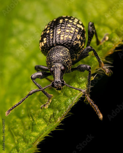 Macrophotography of a Black Vine Weevil (Otiorhyncus sulcatus) on a leaf. © Eduard