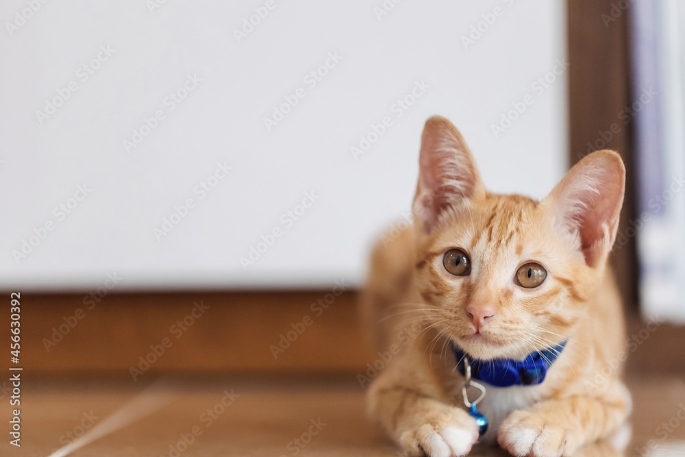 Cute kitten cat staying at home background.Concept of Raising pets and animals in the house to be healthy and happy.