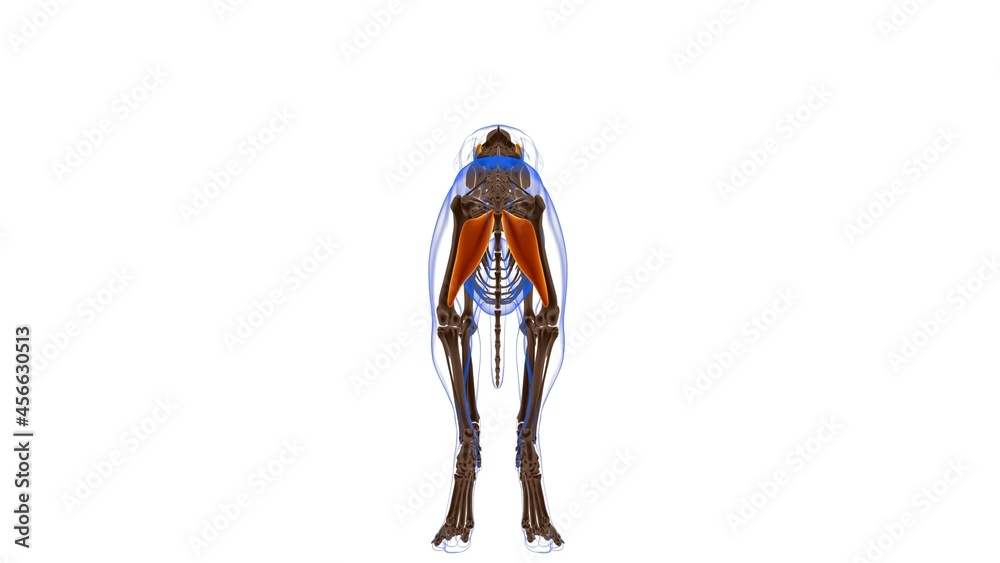 Pectineus Muscle Dog