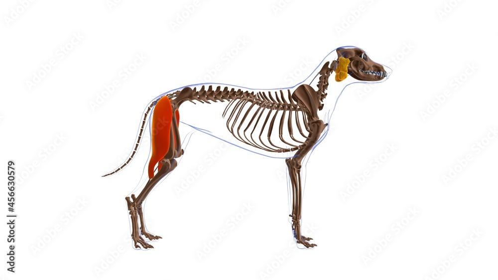 Fototapeta premium Biceps Femoris muscle Dog muscle Anatomy For Medical Concept 3D