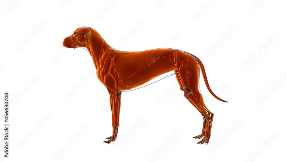 Dog Muscle Dog muscle Anatomy For Medical Concept 3D