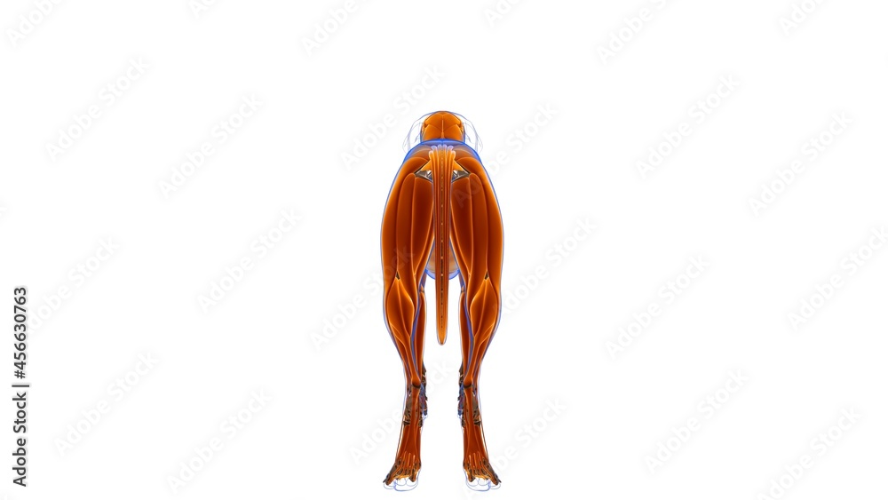 Dog Muscle Dog muscle Anatomy For Medical Concept 3D Stock Illustration ...