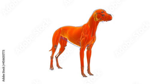 Dog Muscle Dog muscle Anatomy For Medical Concept 3D photo