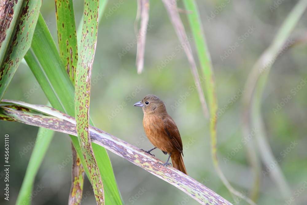 Lone brown bird in nature at rest landed on the plant leaf Lone brown bird in nature at rest landed on the plant leaf