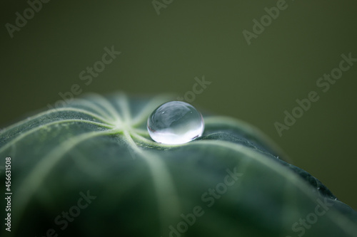 water drop on a leaf with green background © Nev