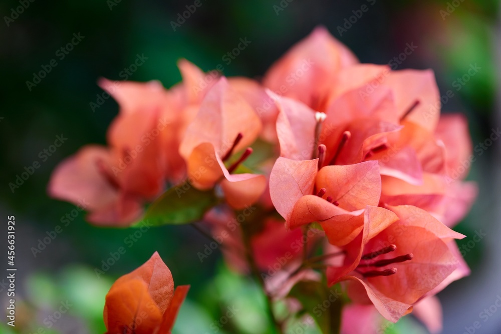 bunch of the orange bougainvillea in the garden bunch of the orange bougainvillea in the garden