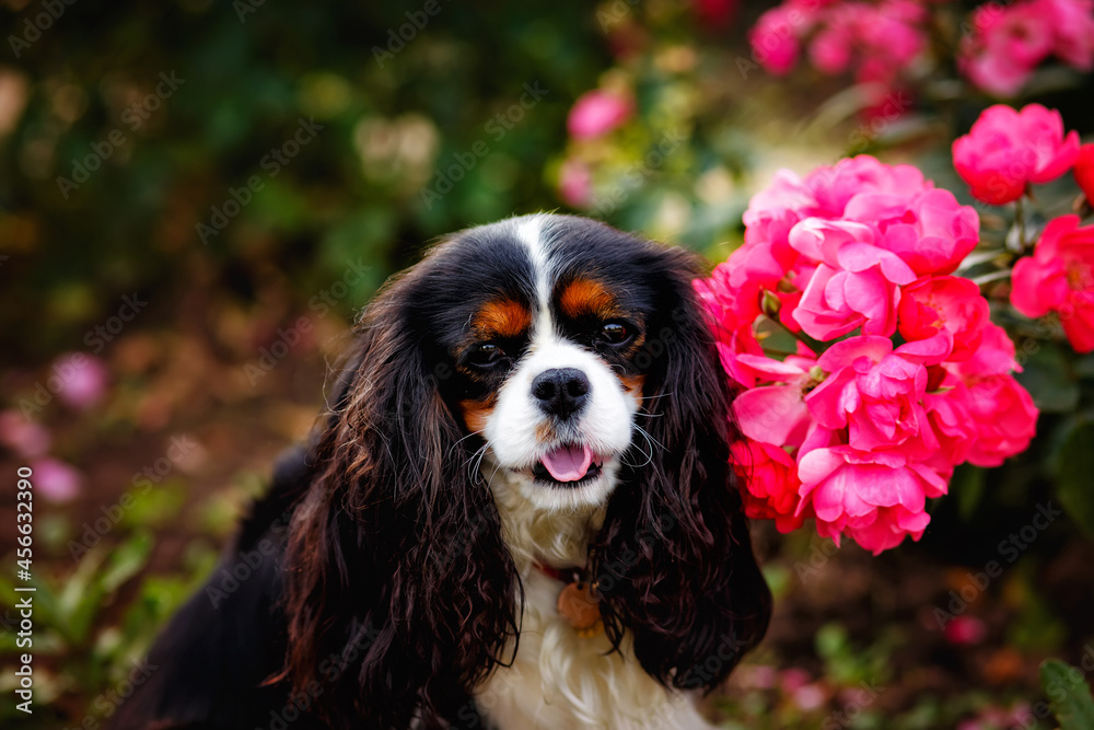 A Cavalier King Charles dog sitting in the garden near the blooming roses.