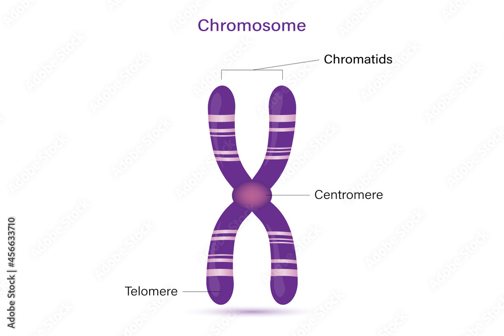 Structure of chromosome vector. Infographics. Biological study. Stock