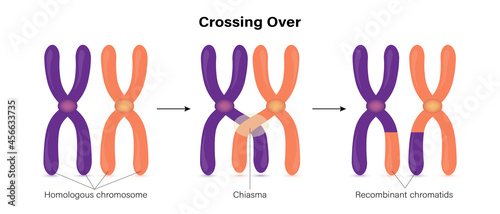 Crossing over of chromosome. Genetic recombination. photo