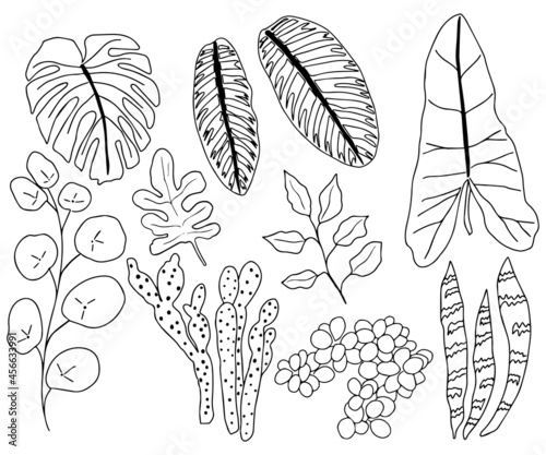 Set of leaves line hand drawn,vector illustration.Leave of plant doodle style. photo